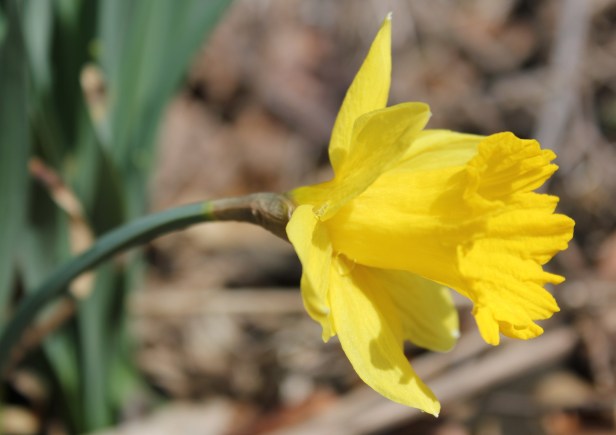 Daffodil